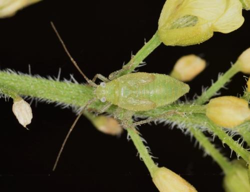 Réf. 254 852 : Closterotomus trivialis